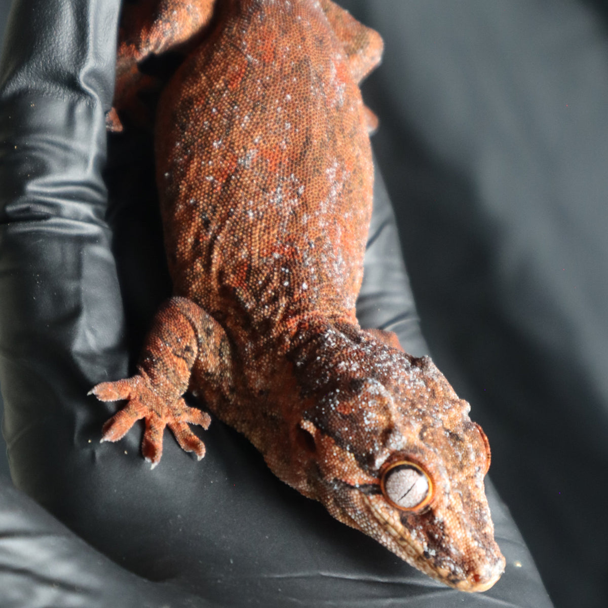 Gargoyle Geckos