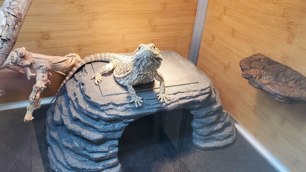 Zen Cave with 9"x7" Slate Stone – Ultimate Basking and Hiding Spot for Reptiles